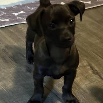 Mocha -  Chihuahua and Mixed Breed Dog for Adoption in Bellingham, Washington - Mocha | PetCurious