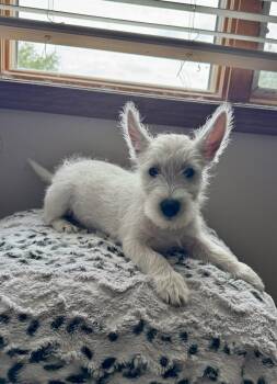 Milo -  West Highland White Terrier Westie Dog for Adoption in North Freedom, Wisconsin - Milo | PetCurious