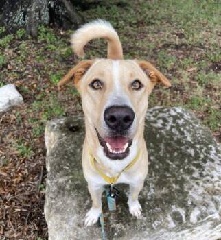 Ray -  Golden Retriever Dog for Adoption in Austin, Texas - Ray | PetCurious