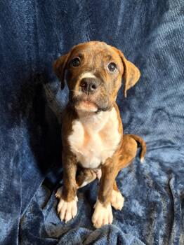 Terrier Dogs Available for Adoption in Candler, North Carolina - Tonka Bean | PetCurious