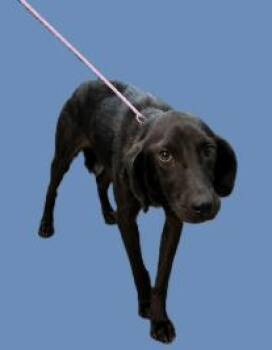 Daydream -  English Coonhound and Mixed Breed Dog for Adoption in Partlow, Virginia - Daydream | PetCurious