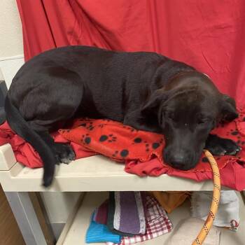 A614857 -  Labrador Retriever Dog for Adoption in Modesto, California - A614857 | PetCurious