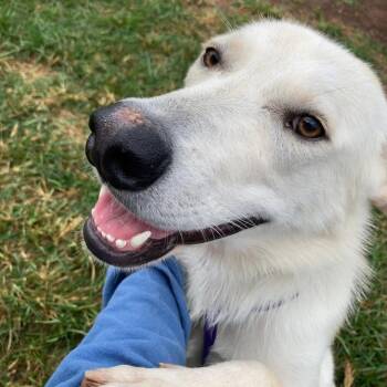 German Shepherd Dog and Mixed Breed Dogs Available for Adoption in Sand Springs, Oklahoma - Sadie (FKA Tiki) | PetCurious