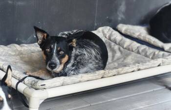 Daisy -  Australian Cattle Dog Blue Heeler and German Shepherd Dog Dog for Adoption in Paso Robles, California - Daisy | PetCurious