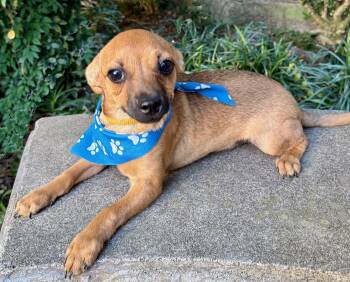 Chihuahua and Terrier Dogs Available for Adoption - Little Cupid - Spreads The Love Wherever He Goes! | PetCurious
