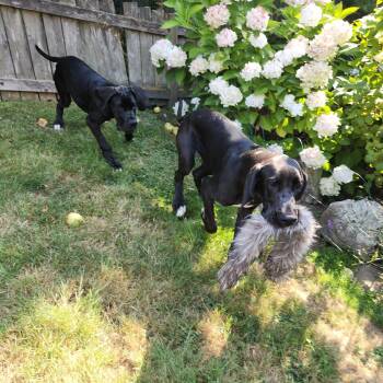 Black Great Dane Puppies (4 months old - one male and one female -  Great Dane Dog for Adoption in Kirkland, Washington - Black Great Dane Puppies (4 Months Old - One Male And One Female | PetCurious