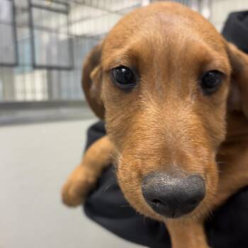 Abe -  Airedale Terrier Dog for Adoption in Briarcliff Manor, New York - Abe | PetCurious