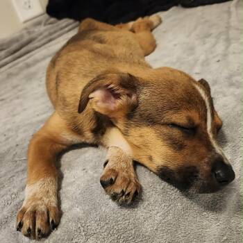 Arian -  Mixed Breed Dog for Adoption in Buffalo, Minnesota - Arian | PetCurious