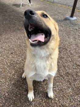 Hugo -  Mixed Breed Dog Available for Adoption in Black Eagle, Montana - Hugo | PetCurious