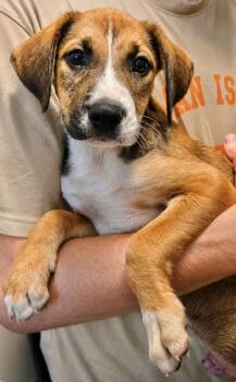 Bakers Mann -  Labrador Retriever Dog for Adoption in Manchester, Connecticut - Bakers Mann | PetCurious