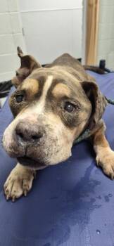 Ic-3 Rron -  American Bully Dog for Adoption in Lawrenceville, Georgia - Ic-3 Rron | PetCurious