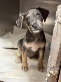Rick -  Doberman Pinscher and Mixed Breed Dog for Adoption in Morton Grove, Illinois - Rick | PetCurious