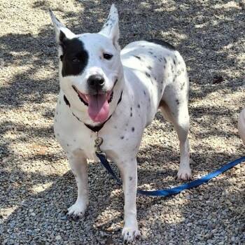 Purl -  Mixed Breed Dog Available for Adoption in Fairport, New York - Purl | PetCurious