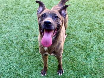 Shepherd and Pit Bull Terrier Dogs Available for Adoption in San Marcos, California - SAVE ME PLEASE! Kenri #A549625 | PetCurious