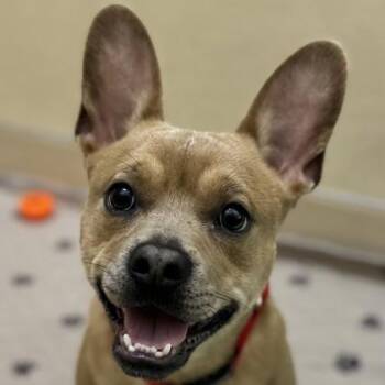 Mike Inouye -  Mixed Breed Dog for Adoption in Pleasanton, California - Mike Inouye | PetCurious