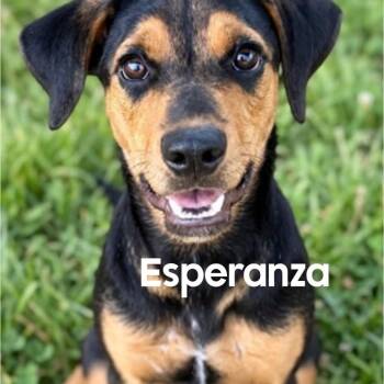 Esperanza -  Shepherd Dog for Adoption in Winder, Georgia - Esperanza | PetCurious