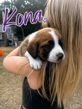 Labrador Retriever Dogs Available for Adoption in Carmel Hamlet, New York - Kona (Costal Litter) | PetCurious