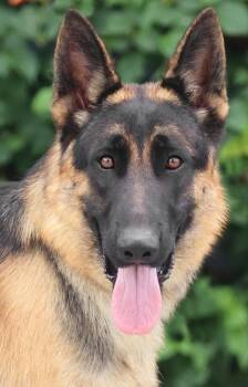 Hans von Hambach -  German Shepherd Dog Dog for Adoption in Los Angeles, California - Hans Von Hambach | PetCurious