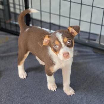 Australian Shepherd and Mixed Breed Dogs Available for Adoption in Blairstown, New Jersey - Camilla | PetCurious