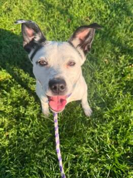 Isabeau -  Labrador Retriever Dog for Adoption in Chicago, Illinois - Isabeau | PetCurious