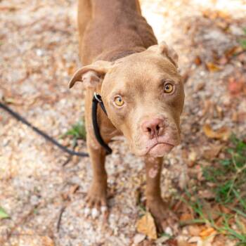 Sweet Child -  American Bulldog and Boxer Dog for Adoption in Matteson, Illinois - Sweet Child | PetCurious
