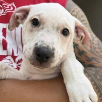 Lady -  Pit Bull Terrier Dog for Adoption in Krum, Texas - Lady | PetCurious