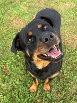 Tiny -  Rottweiler Dog for Adoption in Ionia, Michigan - Tiny | PetCurious