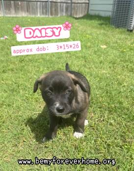 Australian Shepherd Dogs Available for Adoption in Plano, Texas - Daisy | PetCurious