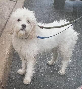 Buddy Freeport -  Shih Tzu and Cocker Spaniel Dog for Adoption in Westbury, New York - Buddy Freeport | PetCurious