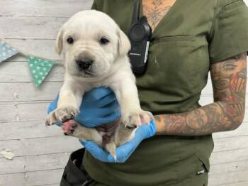 Labrador Retriever and Mixed Breed Dogs Available for Adoption - STRAWBERRY | PetCurious