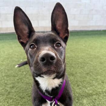 Foxie -  Mixed Breed Dog for Adoption in Los Angeles, California - Foxie | PetCurious