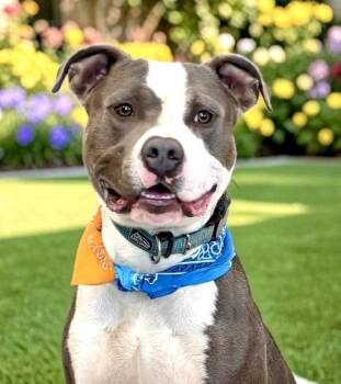 Hayden -  Staffordshire Bull Terrier Dog for Adoption in Perry, Iowa - Hayden | PetCurious