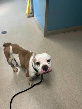 PLONK -  American Bulldog Dog for Adoption in Newton, North Carolina - PLONK | PetCurious
