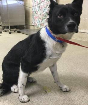 Border Collie and Mixed Breed Dogs Available for Adoption in Riverside, California - NINER | PetCurious