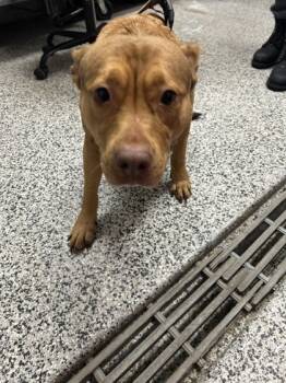 Rescue Mixed Breed Dogs for Adoption in West Chester, Pennsylvania - Shiloh | PetCurious