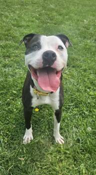 Pit Bull Terrier Dogs Available for Adoption in New Castle, Pennsylvania - Chimichonga | PetCurious