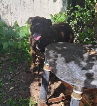 OHHYEAH -  Pit Bull Terrier Dog for Adoption in San Antonio, Texas - OHHYEAH | PetCurious