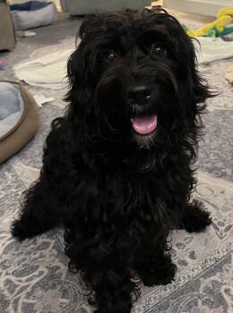 Leila -  Shih Poo Dog for Adoption in Alafaya, Florida - Leila | PetCurious