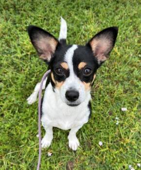 Jackie -  Chihuahua and Corgi Dog for Adoption in Osteen, Florida - Jackie | PetCurious
