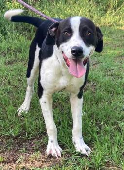 Justin -  Pointer Dog for Adoption in Manning, South Carolina - Justin | PetCurious