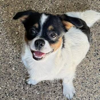 Junior Joy -  Jack Russell Terrier and Shih Tzu Dog for Adoption in Andover, Massachusetts - Junior Joy | PetCurious