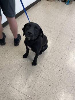 GOOFY GOOBER -  Labrador Retriever Dog for Adoption in Killeen, Texas - GOOFY GOOBER | PetCurious