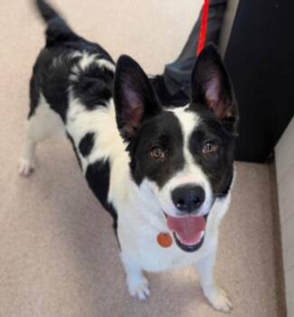 Border Collie and Terrier Dogs Available for Adoption - Thea | PetCurious