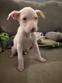 Rescue Mixed Breed Dogs for Adoption in Kenosha, Wisconsin - Debbie | PetCurious