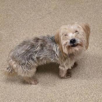 Alvin -  Yorkshire Terrier Dog for Adoption in Bristol, Indiana - Alvin | PetCurious