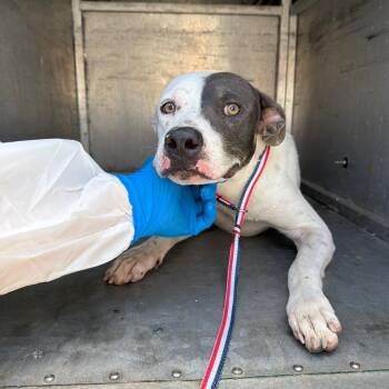 Abilene -  Pit Bull Terrier and Mixed Breed Dog for Adoption in Edinburg, Texas - Abilene | PetCurious