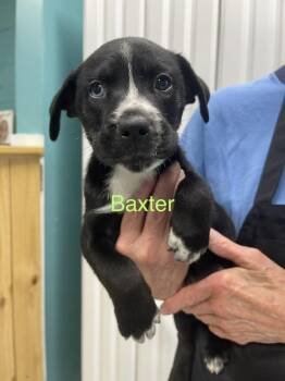 Baxter -  Pit Bull Terrier and Husky Dog for Adoption in Chattanooga, Tennessee - Baxter | PetCurious
