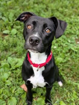 NEBULA -  Labrador Retriever and Pit Bull Terrier Dog for Adoption in St. Peters, Missouri - NEBULA | PetCurious