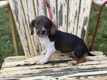 Ruby -  Beagle and Jack Russell Terrier Dog for Adoption in Homer Glen, Illinois - Ruby | PetCurious