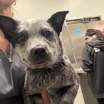 Australian Cattle Dog Blue Heeler Dogs Available for Adoption - Rip | PetCurious
